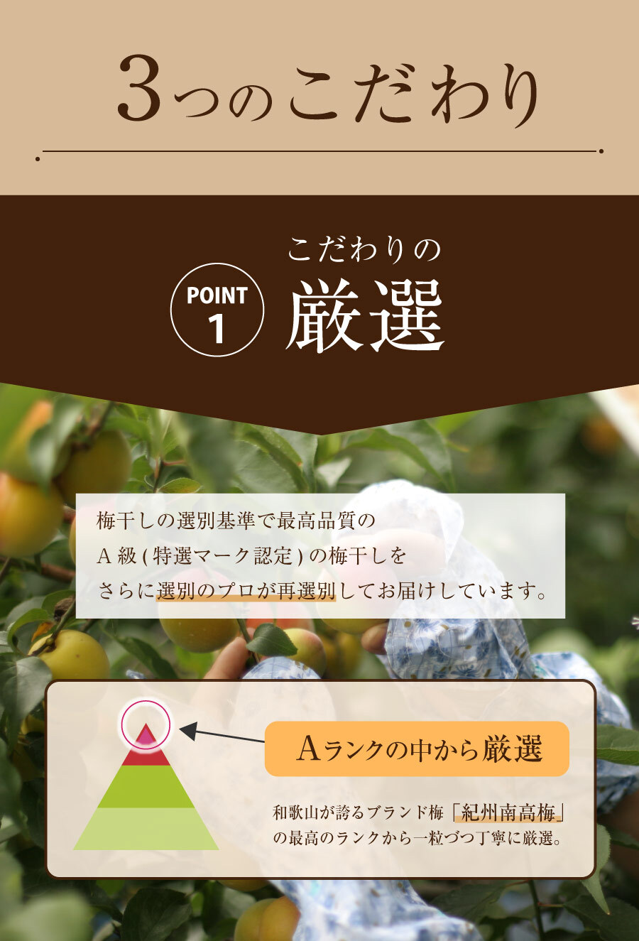 【特選紀州南高梅】【しそ漬梅250g×2パック（塩分約20％）】【無添加】しそと塩のみで漬けた昔ながらの梅干し つけもの 梅干し ギフト プレゼント 内祝