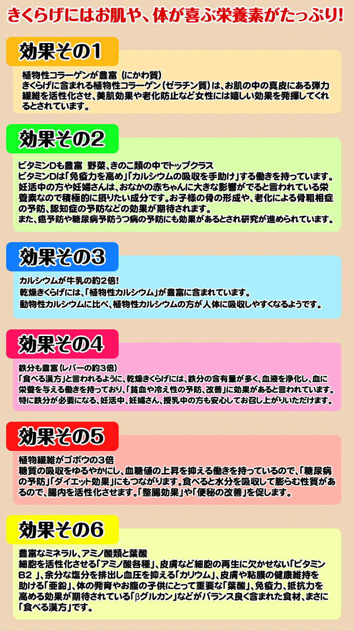 北海道産 朝採り生きくらげ 1kg 菌床栽培・無農薬 ぷりぷり肉質 送料無料 ※沖縄は送料別途加算