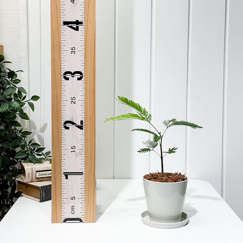 PLANCHU 観葉植物 エバーフレッシュ 3.5号鉢 受け皿付き 育て方説明書