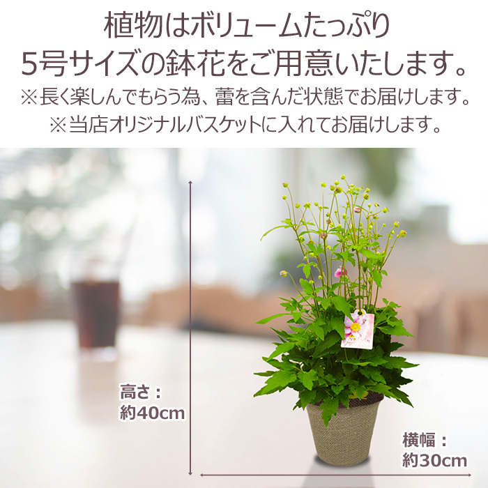祝 敬老の日 プレゼント ギフト 秋明菊 ももいろブーケ5号 バスケット 9月21日 鉢花 ニオイザクラ 送料無料 沖縄・離島を除く