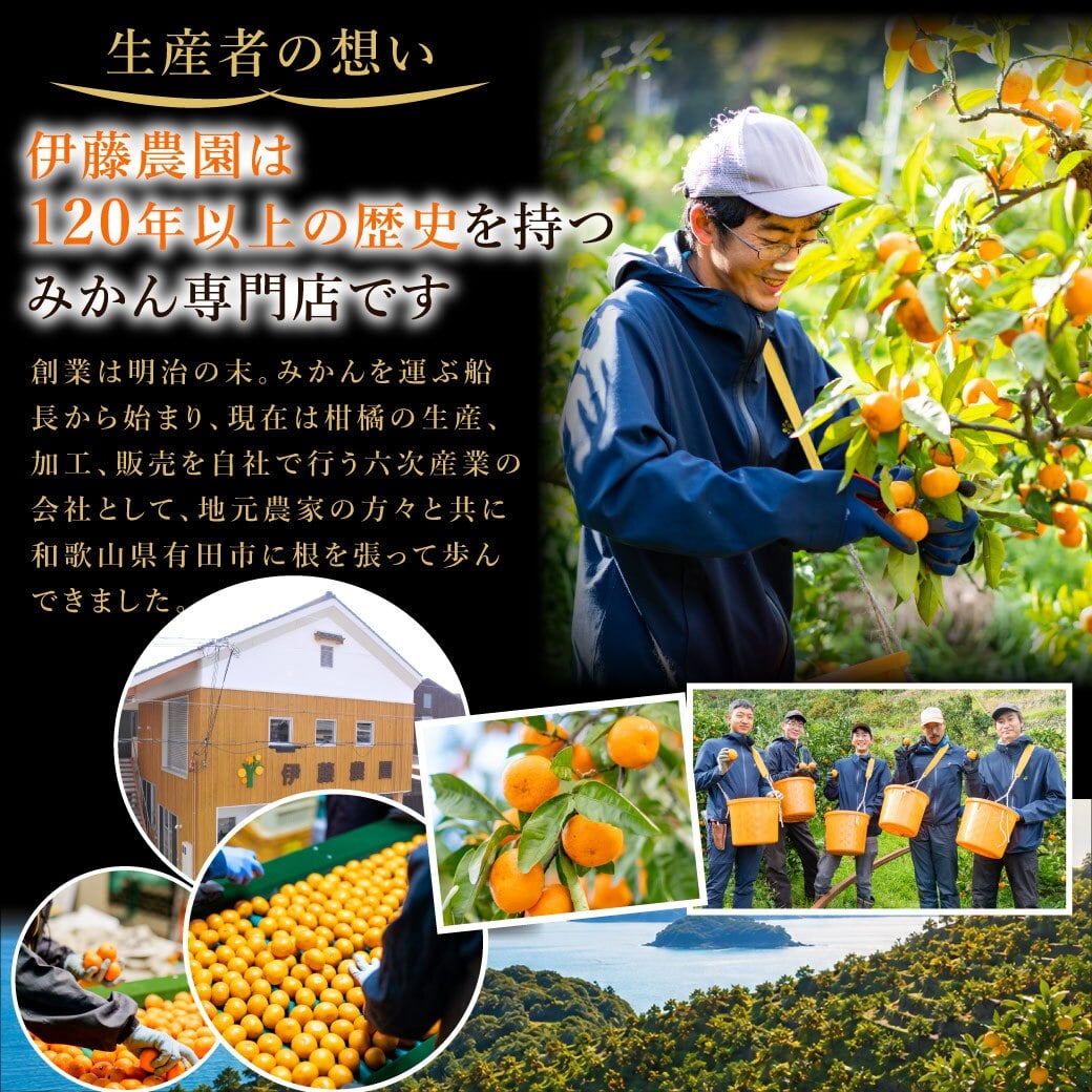 みかん 5kg 贈答用 秀品 特選 送料無料 和歌山 M L 伊藤農園 大玉 中玉 手詰め 有田みかん 温州みかん 約30個～40個 果物 出産内祝い 贈答 ギフト 誕生日 結婚祝い 出産祝い 内祝い ギフト