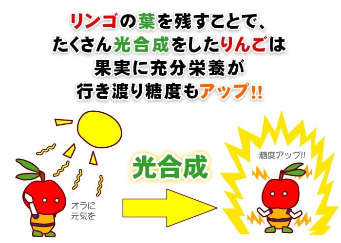 【11月中旬頃発送】一華ベジフル 送料無料 葉とらず サンふじ 家庭用 3C箱(3kg箱:約7～10個入) りんご 青森県産 蜜入りリンゴ 蜜入りりんご 訳あり 葉取らず 林檎 送料無料 ギフト 御歳暮 お歳暮 ギフト お試し フルーツ 果物 クリスマス お正月 2026