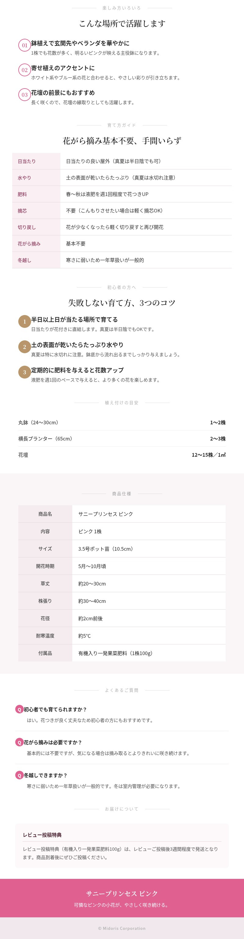 サニープリンセス 苗 ピンク 1株 3.5号ポット サントリーフラワーズ ｜トレニア｜小花が咲き続ける夏の花苗｜鉢植え・プランター・花壇におすすめ｜初心者向け｜肥料付き ガーデニング ハンギング