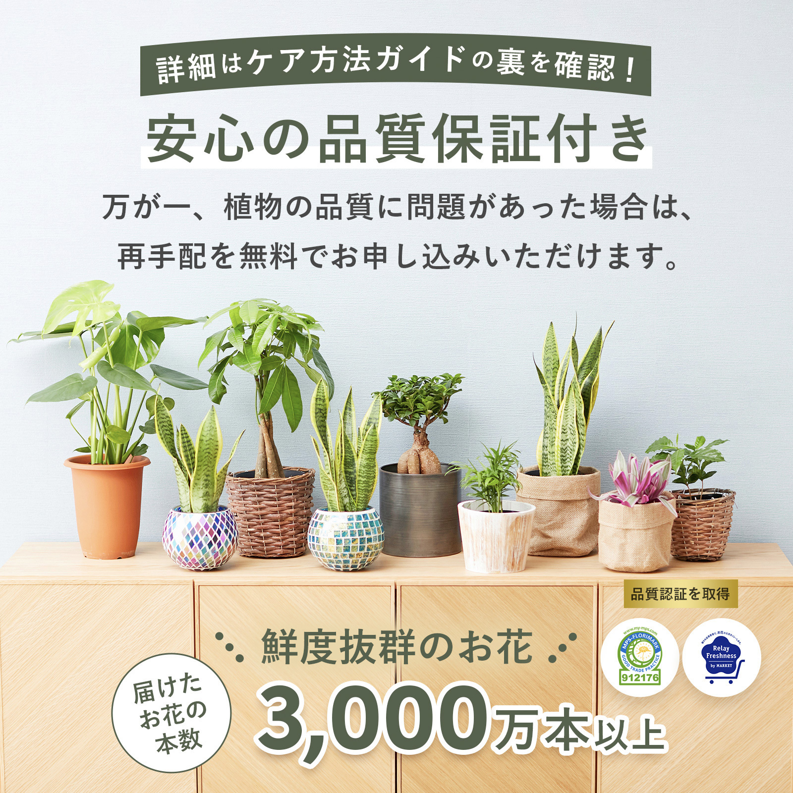 選べる 観葉植物 ポトス & アイビー ガジュマル &サンスベリア お試し 2点 セット 鉢付き 3号 ミニサイズ 幸運の木 風水 インテリア 室内 オシャレ 70代 あす楽 翌日配送  オフィス 開店祝い 結婚式 新築祝い 就職祝い 開業祝い