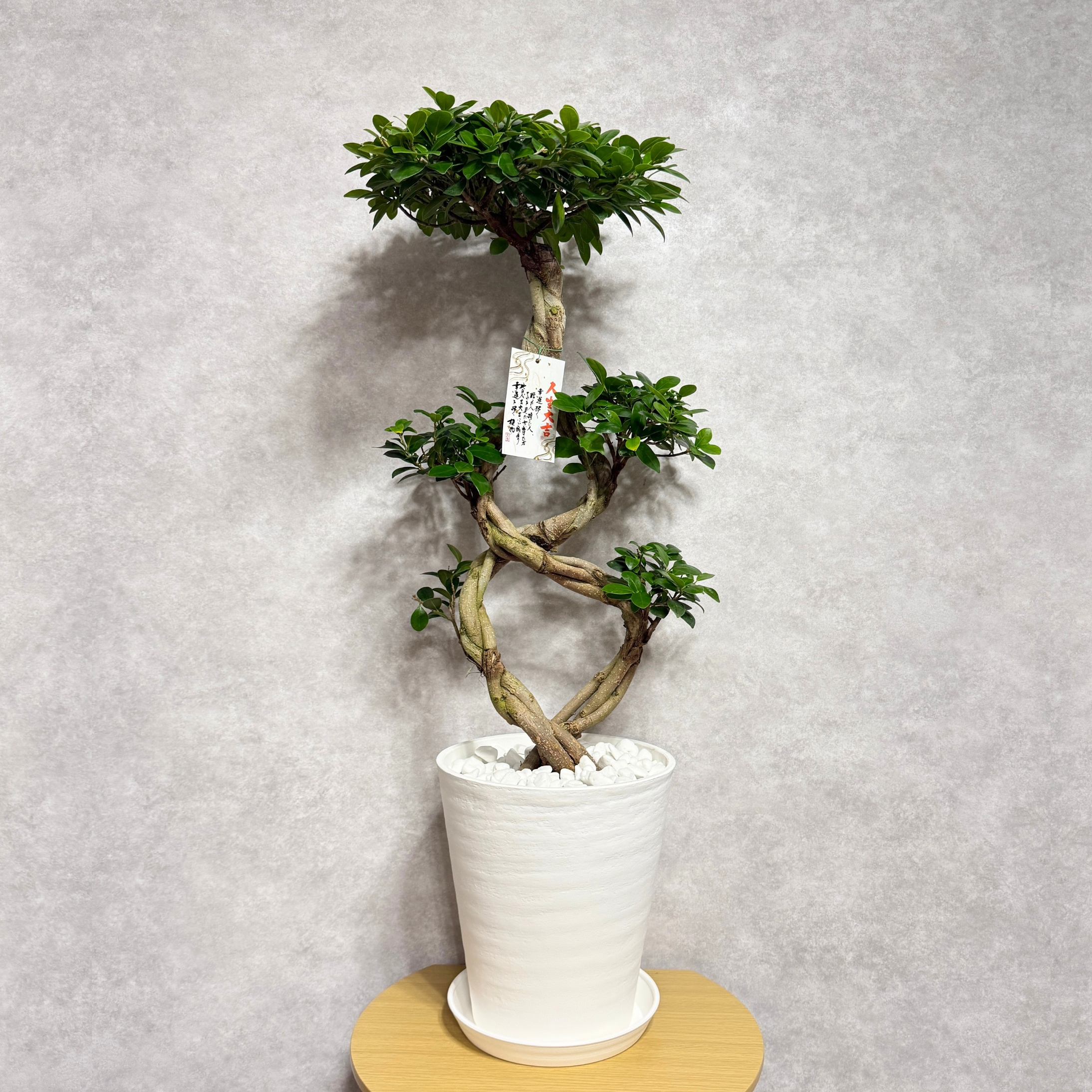 ガジュマル 観葉植物 八の字 8号鉢苗 大型 盆栽 末広がりの8の字 室内