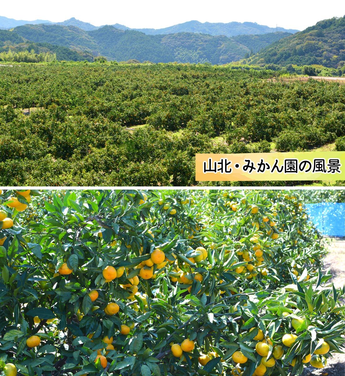 みかん 山北みかん くだもの畑 家庭用訳あり B品 高知産 約5kg 蜜柑 温州みかん 露地 小玉 小粒 中玉 大玉 果物 旬 ミカン 家庭用 甘くておいしい 高知県産 産地直送 産直 農家さんの手詰めミカン やみつきになる山北みかん【送料無料】