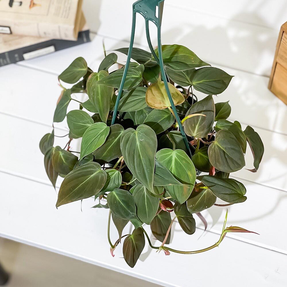 PLANCHU 観葉植物 フィロデンドロン ミカンス 5号吊り鉢 育て方説明書