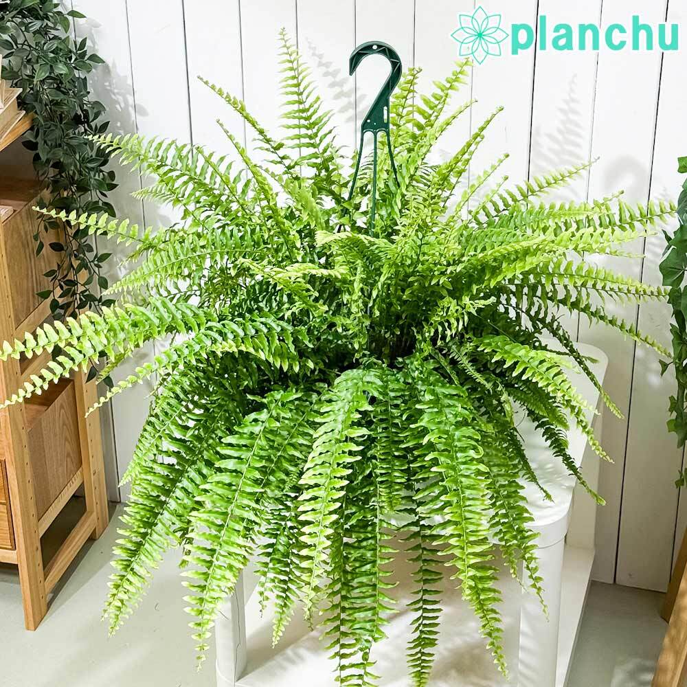 PLANCHU 観葉植物 ネフロレピス ボストンブルーベル 8号吊り鉢 育て方
