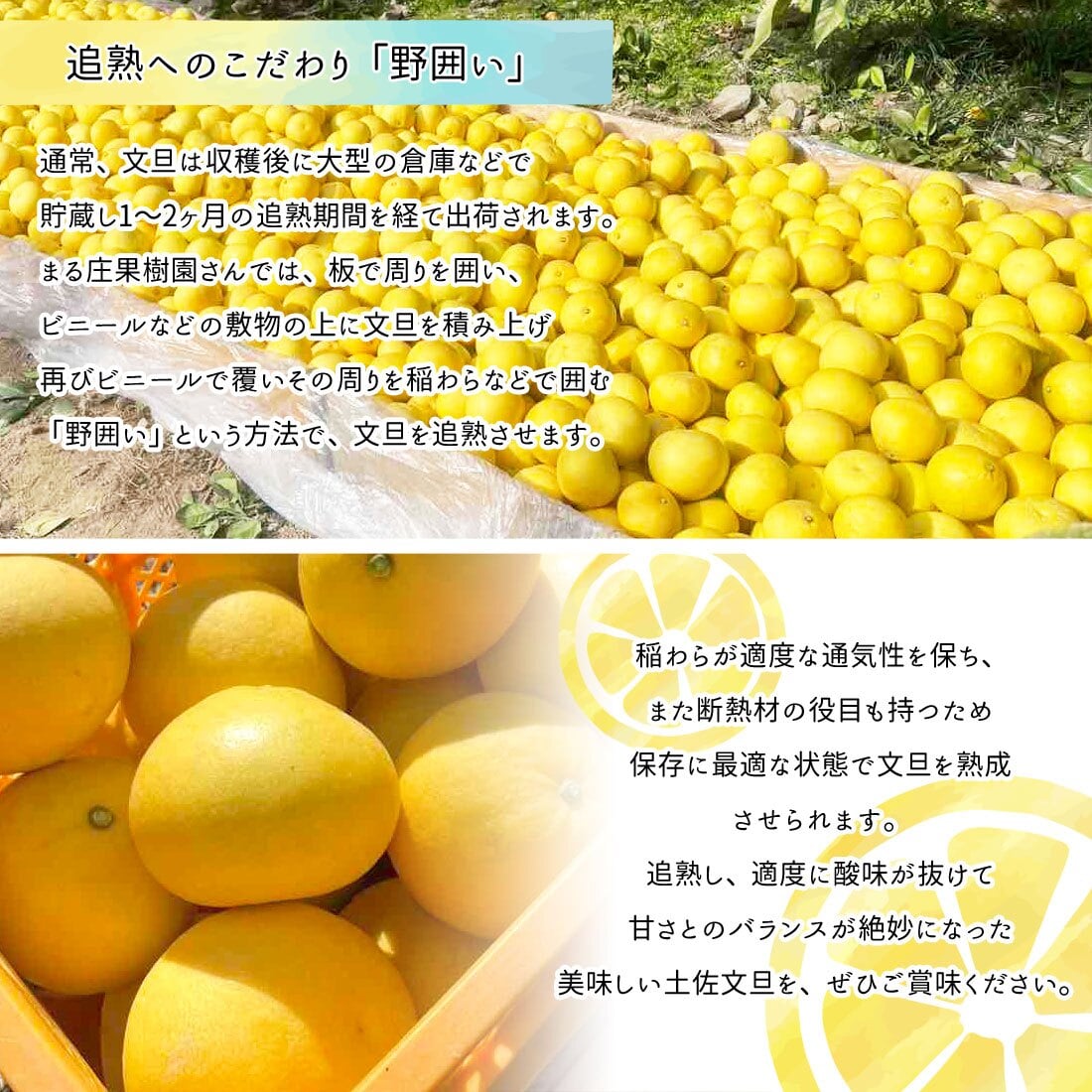 土佐文旦 野囲い 文旦 大玉 2L～4L 10kg 家庭用 土佐市 まる庄果樹園 産直 山間部栽培 ぶんたん 産地直送 高知産 ジューシー まろやか 高知 ブンタン 農家直送 ネコちゃん箱入り 届いてすぐに食べれる追熟文旦【送料無料】