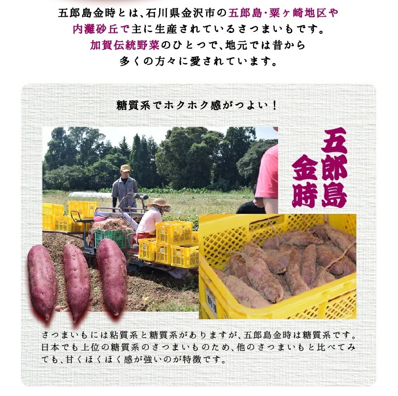 五郎島金時 Mサイズ 3kg さつま芋  石川県産 