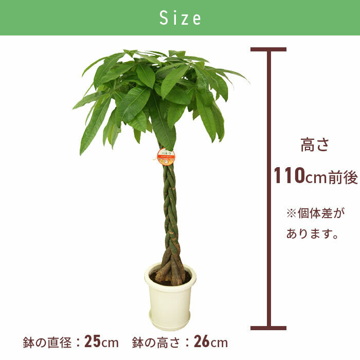 パキラ 8号 丸プラ 高さ約110cm 観葉植物 幸福の木