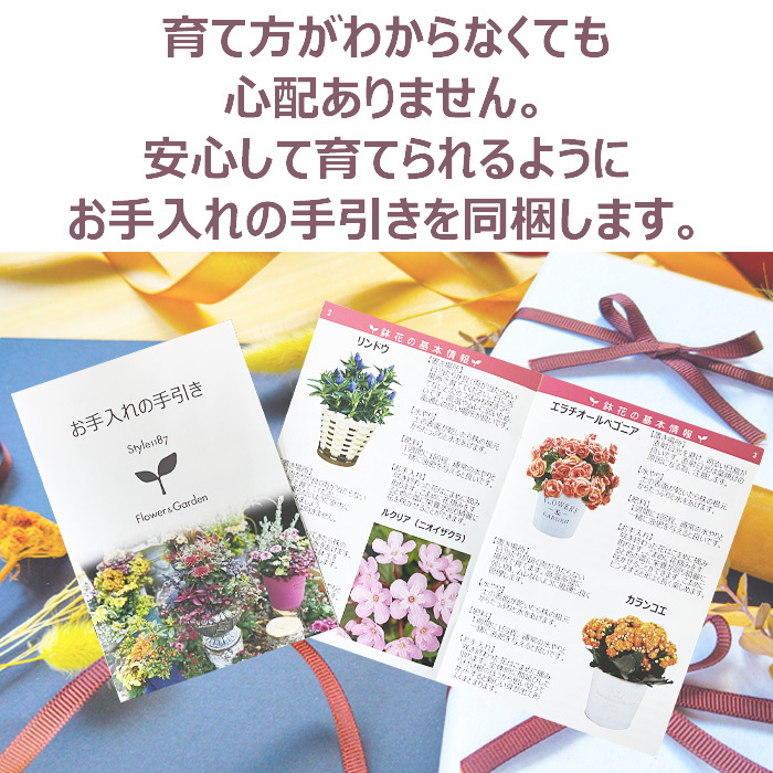 祝 敬老の日 プレゼント ギフト 秋明菊 ももいろブーケ5号 バスケット 9月21日 鉢花 ニオイザクラ 送料無料 沖縄・離島を除く