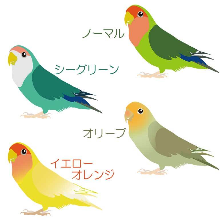 コザクラインコ ショルダー ステンレスボトル 500ml 保温 保冷 ステンレス 真空 断熱 二重構造 水筒 マイボトル カラビナ ベルト ストラップ オリジナル インコ 鳥 小鳥 ペット