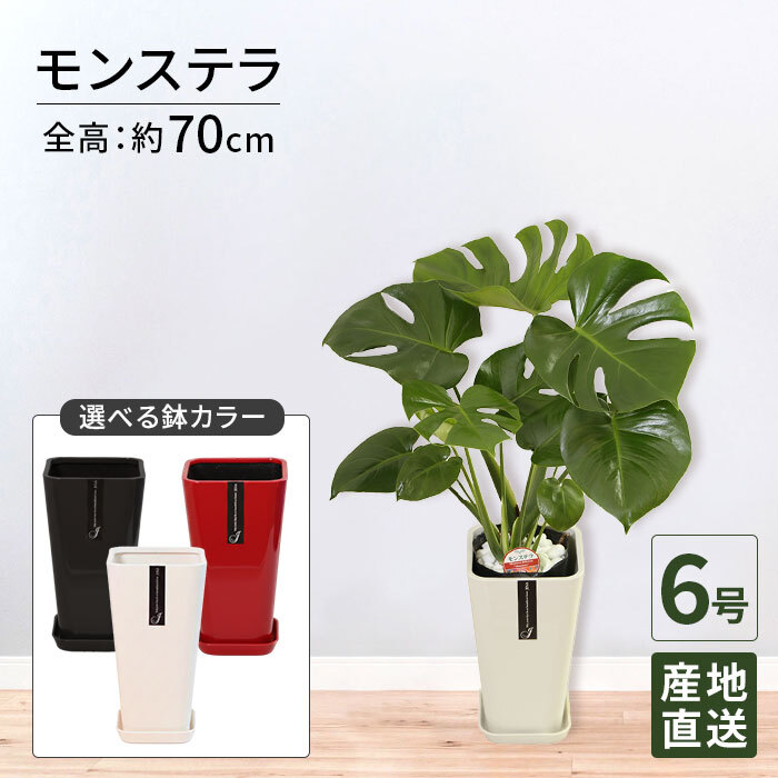 モンステラ 6号 カラーポット 高さ約70cm 観葉植物