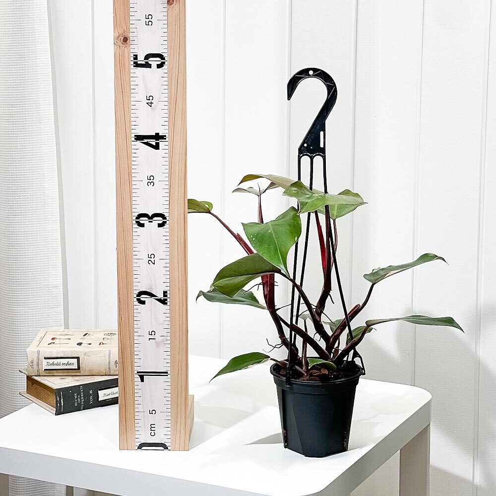 PLANCHU 観葉植物 フィロデンドロン ピンクプリンセス 4号吊り鉢 育て