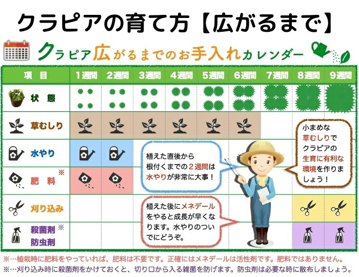【肥料プレゼント中】 クラピア K5（薄桃） 9cmポット苗  80鉢セット 有機入り一発果菜肥料600gと完全植栽マニュアル付き イワダレソウ改良種 グランドカバー プランツ 雑草対策 庭 ガーデニング diy 緑化 おすすめ ガーデン 多年草 植物
