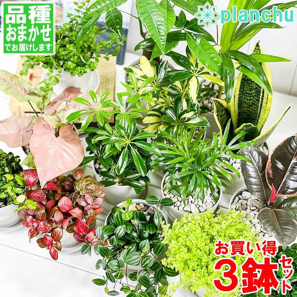 観葉植物 お試しミニ観葉 3種セット 品種おまかせ 3.5号鉢 受け皿付き