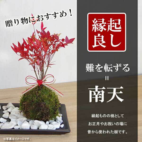 苔玉 十両（ヤブコウジ）の苔玉 南天の苔玉 水引き ピック 長方陶器下皿セット  春から夏には緑色の新葉が秋からは真っ赤な葉 ナンテン 風水 難を転ずる 風水 縁起物 ギフト 贈り物 観葉植物 開運  紅葉 おめでたい 運気を上げる bonsai  風水 なんてん 苔 こけ こけだま