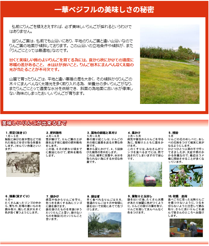 【11月中旬頃発送】一華ベジフル 青森 リンゴ サンふじ 家庭用 3C箱(3kg箱:約7～10個入) りんご 青森県産 蜜入り リンゴ 林檎 りんごジュース ギフト 御歳暮 お歳暮 フルーツ 果物 青森県 お土産 お取り寄せ 販売 通販 2026 訳あり【送料無料】