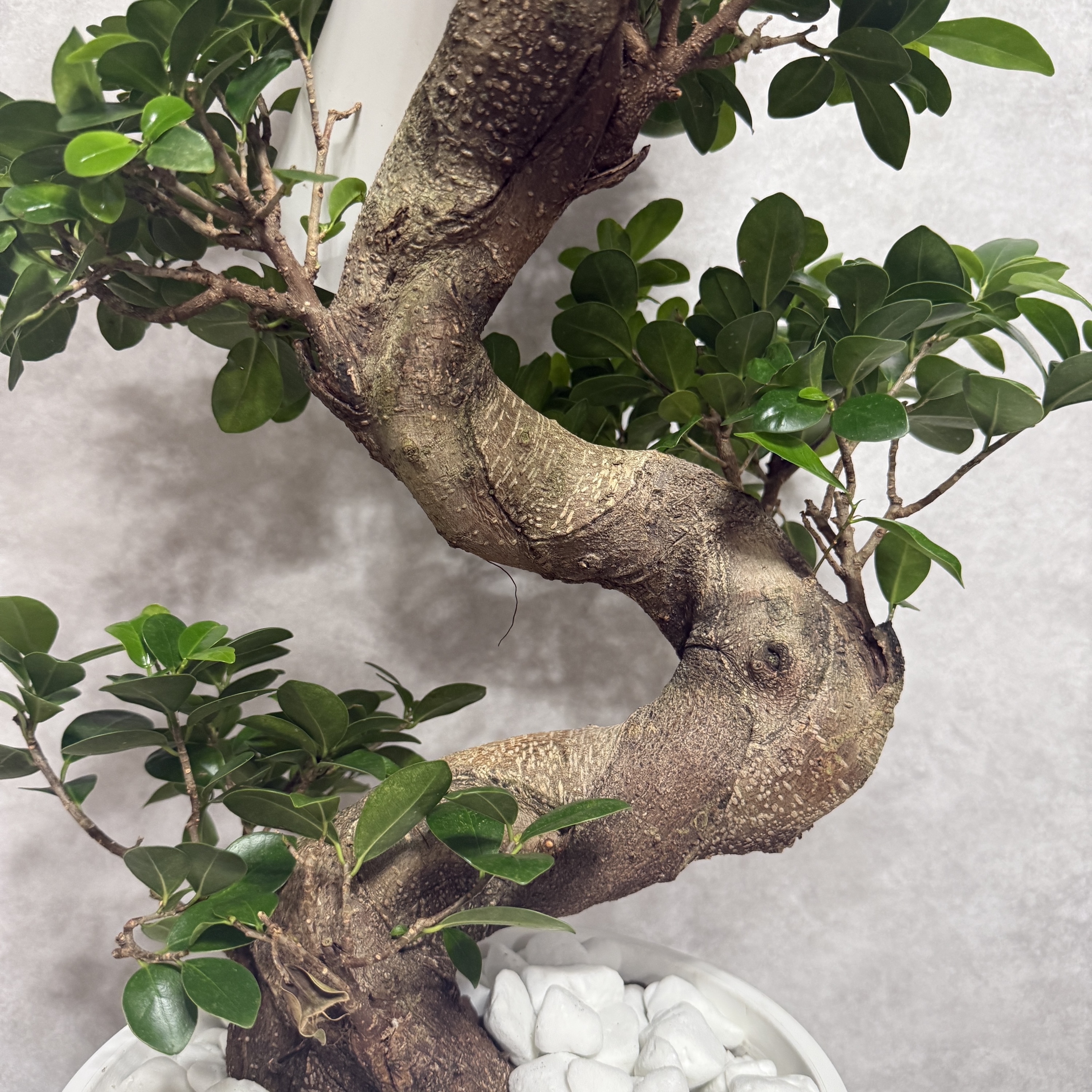 ガジュマル　盆栽仕立て　昇り龍　曲がり　８号鉢 観葉植物 ガジュマル 盆栽仕立て 昇り龍 曲がり 8号鉢 B メーカー