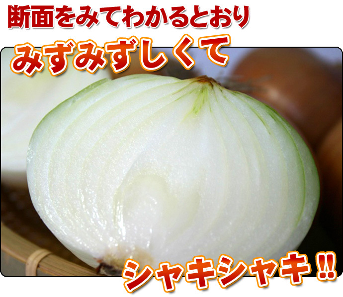 たまねぎ 送料無料 5kg 玉ねぎ 玉葱 タマネギ 北海道産 L-2Lサイズ ※沖縄送料別途加算