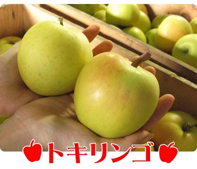 青森りんご 9kg 訳あり 送料無料 福袋 北海道産 青森産 リンゴ ※沖縄は送料別途加算 到着日指定不可