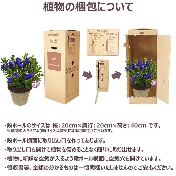 祝 敬老の日 プレゼント ギフト リンドウ シャインブルーアシロ4号 バスケット 9月21日 鉢花 りんどう 送料無料 沖縄・離島を除く