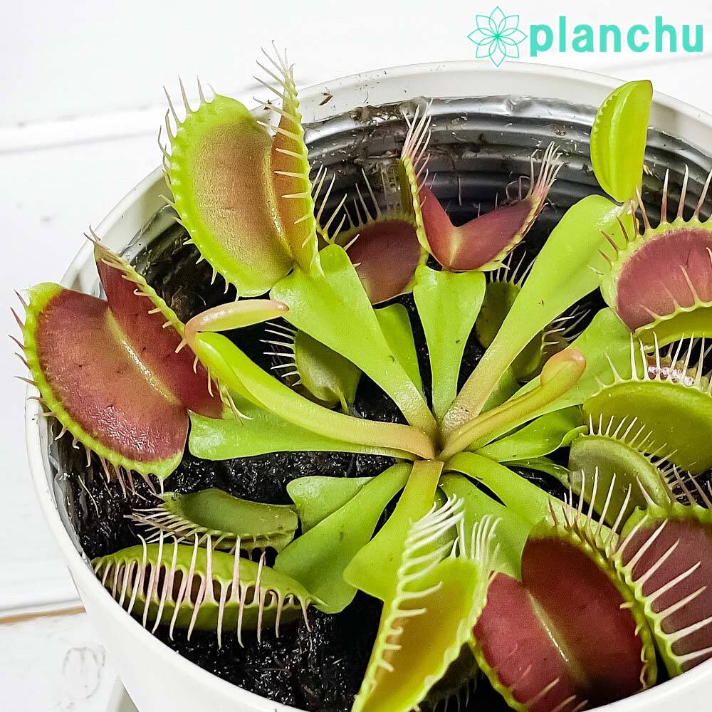 PLANCHU 食虫植物 ディオネア ムスキプラ 3.5号鉢 受け皿付き 育て方