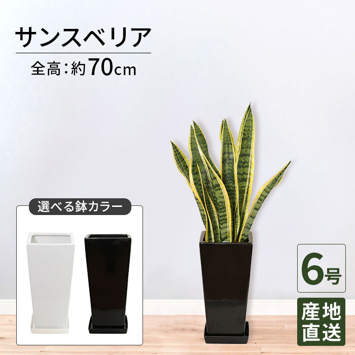 サンスベリア 6号 角高陶器 高さ約70cm 観葉植物