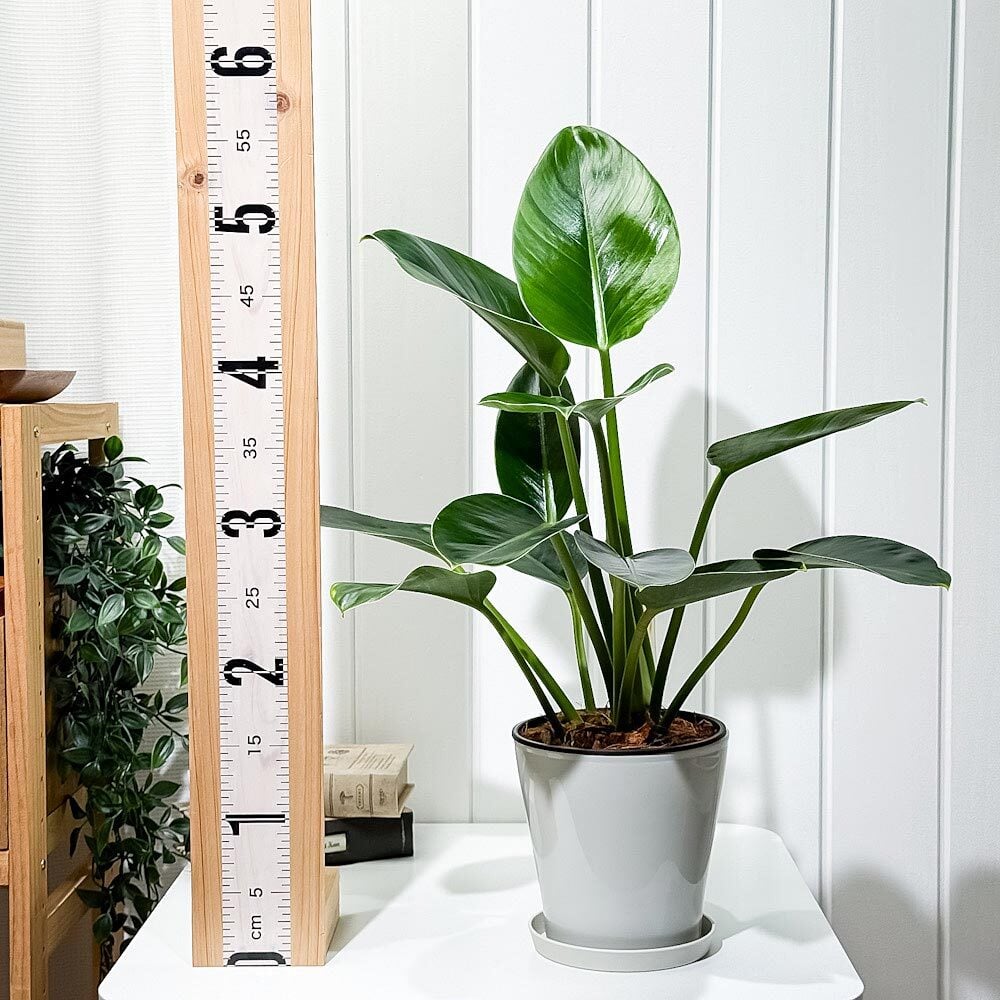 PLANCHU 観葉植物 フィロデンドロン グリーンプリンセス 5号鉢 受け皿