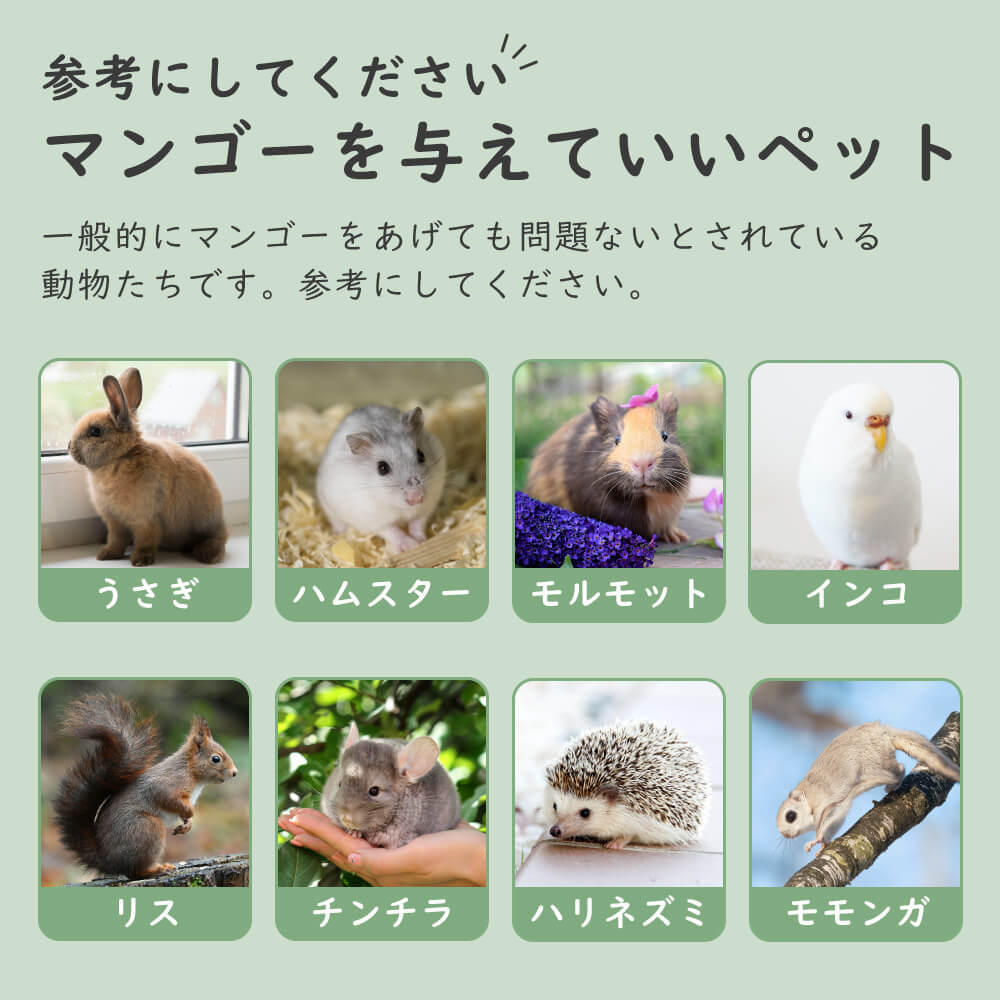 【砂糖不使用】小動物用フリーズドライマンゴー 20g 40g 60g 1袋あたり約35枚入り スライス ウサギ ハムスター モルモット インコ リス チンチラ ハリネズミ モモンガ おやつ 人も食べれる 完全無添加 砂糖ゼロ フルーツ 乾燥 果物 ペット 動物 中国産 送料無料