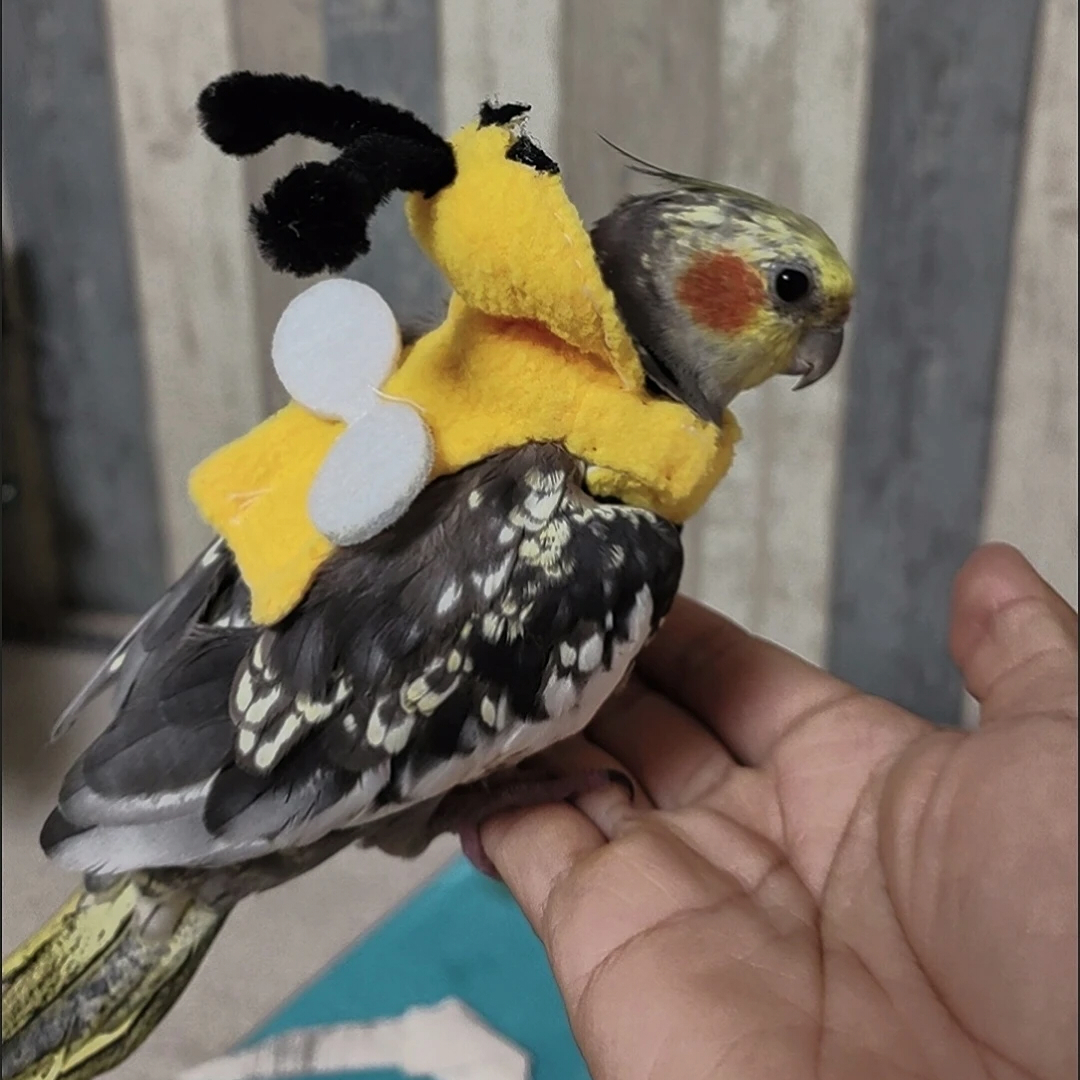 インコ 服 鳥用 コスチューム ミツバチ 着ぐるみ ペットウェア かわいい 仮装 コスプレ 小鳥 オカメインコ セキセイインコ 撮影 小物 おしゃれ 秋 冬 ハロウィン 記念写真 プレゼント