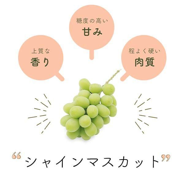 長野県産 ぶどう シャインマスカット 秀品 贈答用 果物 フルーツ お取り寄せ 産地直送 【送料無料(一部地域除く)】