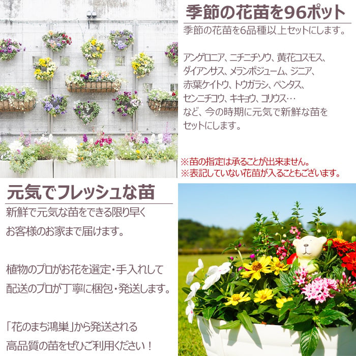 花苗 セット 送料無料 秋のお花おまかせ96ポット ガーデニングに最適です。沖縄・離島を除く