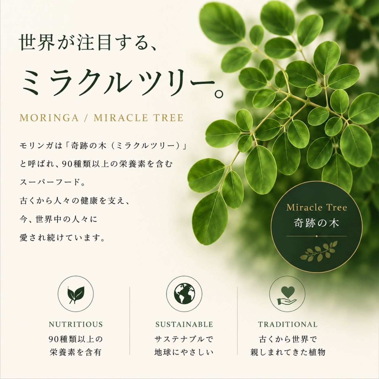 【モリンガ×抹茶】SAEMON's モリンガ抹茶プラス 200g スーパーフード モリンガ 粉末 国産抹茶 90種以上の栄養素 GABA ポリフェノール 食物繊維 美容 健康 朝食置き換え プロテイン スムージー ギフト
