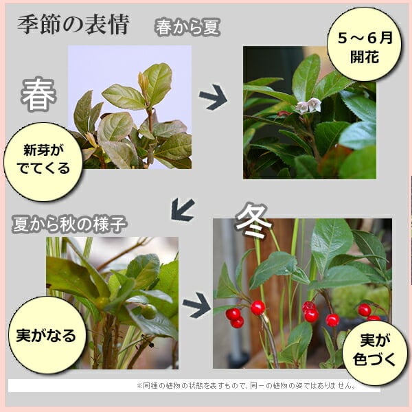 苔玉 十両（ヤブコウジ）の苔玉 南天の苔玉 水引き ピック 長方陶器下皿セット  春から夏には緑色の新葉が秋からは真っ赤な葉 ナンテン 風水 難を転ずる 風水 縁起物 ギフト 贈り物 観葉植物 開運  紅葉 おめでたい 運気を上げる bonsai  風水 なんてん 苔 こけ こけだま