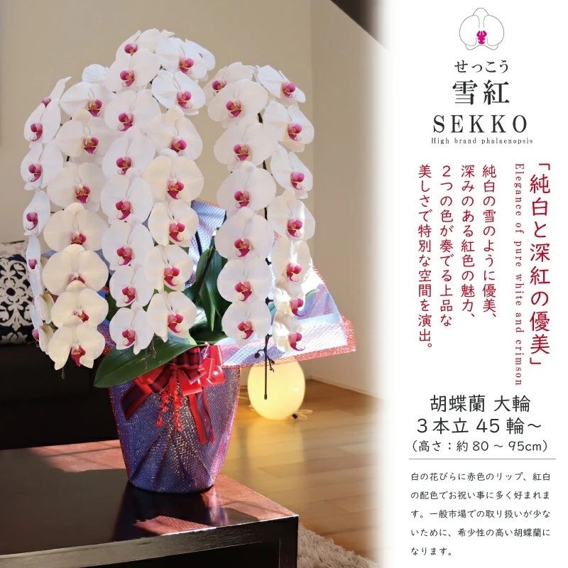 純国産 胡蝶蘭 花持ち長い 大輪3本立ち 45輪～ 【雪紅（せっこう）白赤】 産地直送 お祝い プレゼント 花 ギフト 贈り物 母の日 お供え お誕生日 開店祝い 開業祝い 移転祝い 就任祝い 昇進祝い 当選祝い 当日発送 王立園芸協会登録商品