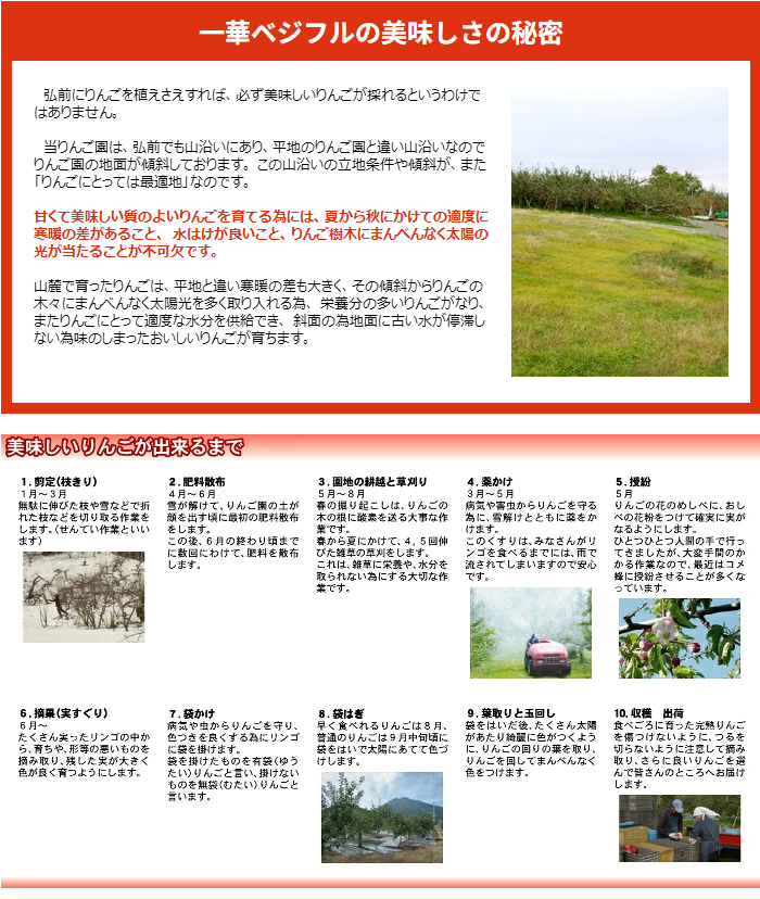 【11月下旬頃発送】青森 りんご 王林 ＆ サンふじ ミックス 家庭用 5C箱(約5kg:13～16個入)  一華ベジフル ふじ ふじりんご 蜜入り リンゴ 林檎 アップル 贈答 ギフト ３キロ 5キロ 10キロ 訳あり 糖度 青森産 青森県産 青森名産 2026 お歳暮【送料無料】