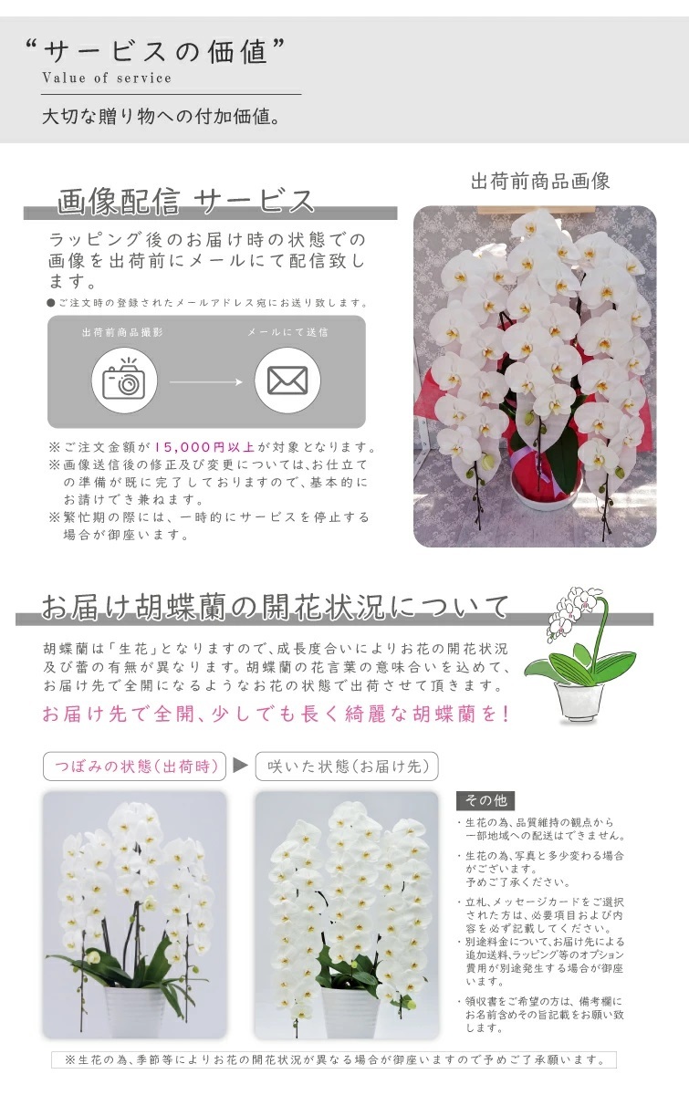 純国産 胡蝶蘭 花持ち長い 大輪3本立ち 45輪～ 【雪華（せっか）白】 産地直送 お祝い プレゼント 花 ギフト 贈り物 母の日 お供え お誕生日 開店祝い 開業祝い 移転祝い 就任祝い 昇進祝い 当選祝い 当日発送 王立園芸協会登録商品