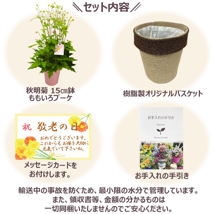 祝 敬老の日 プレゼント ギフト 秋明菊 ももいろブーケ5号 バスケット 9月21日 鉢花 ニオイザクラ 送料無料 沖縄・離島を除く
