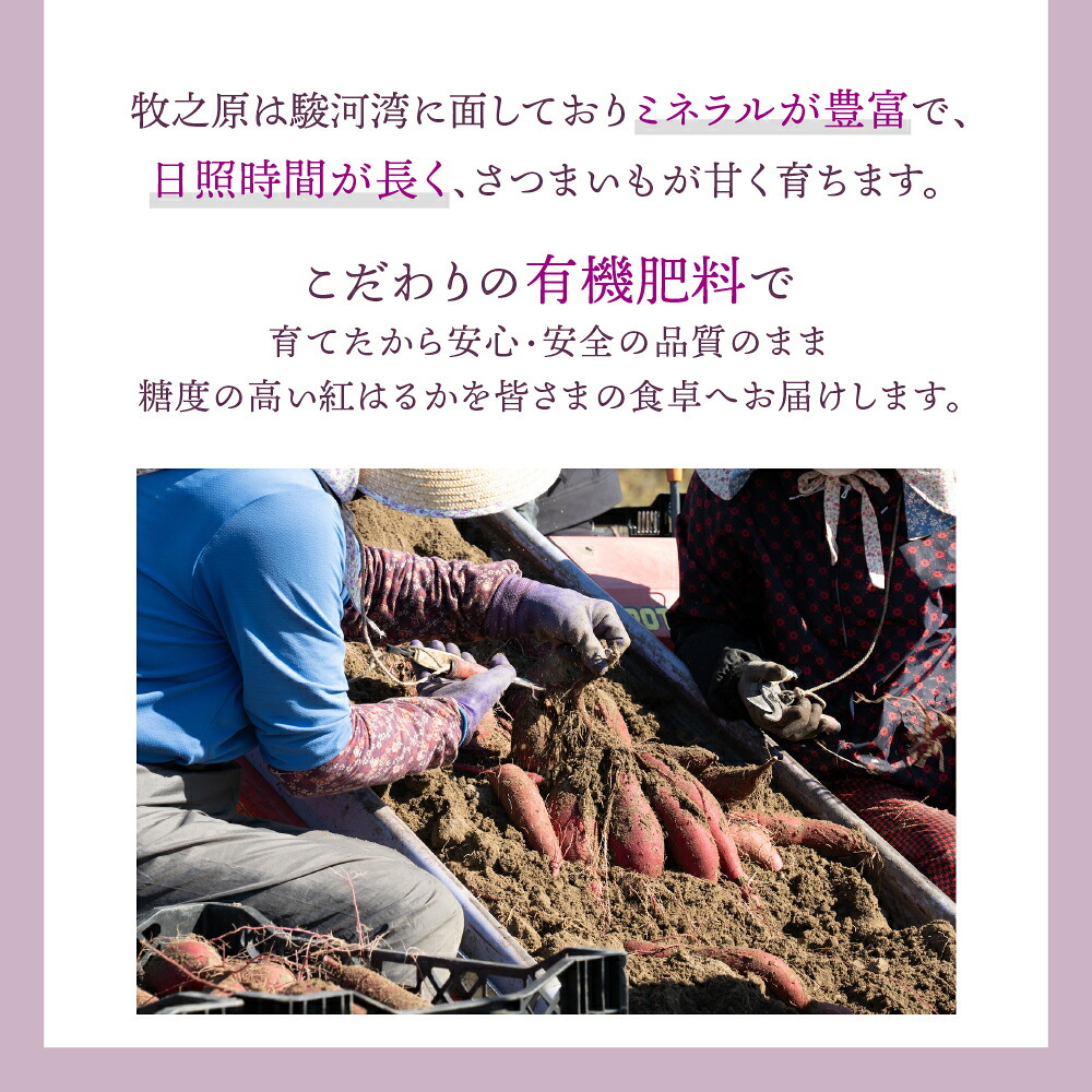 静岡県産 さつまいも 紅はるか 【内容量が選べる1kg~10kg】雑穀米本舗  送料無料 スイーツ 生芋 生 サツマイモ べにはるか 甘い 美味しい 産地直送 ギフト プレゼント