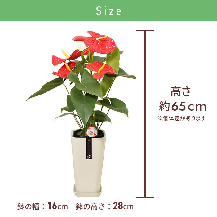 アンスリウム 赤 6号 カラーポット 高さ約65cm 観葉植物