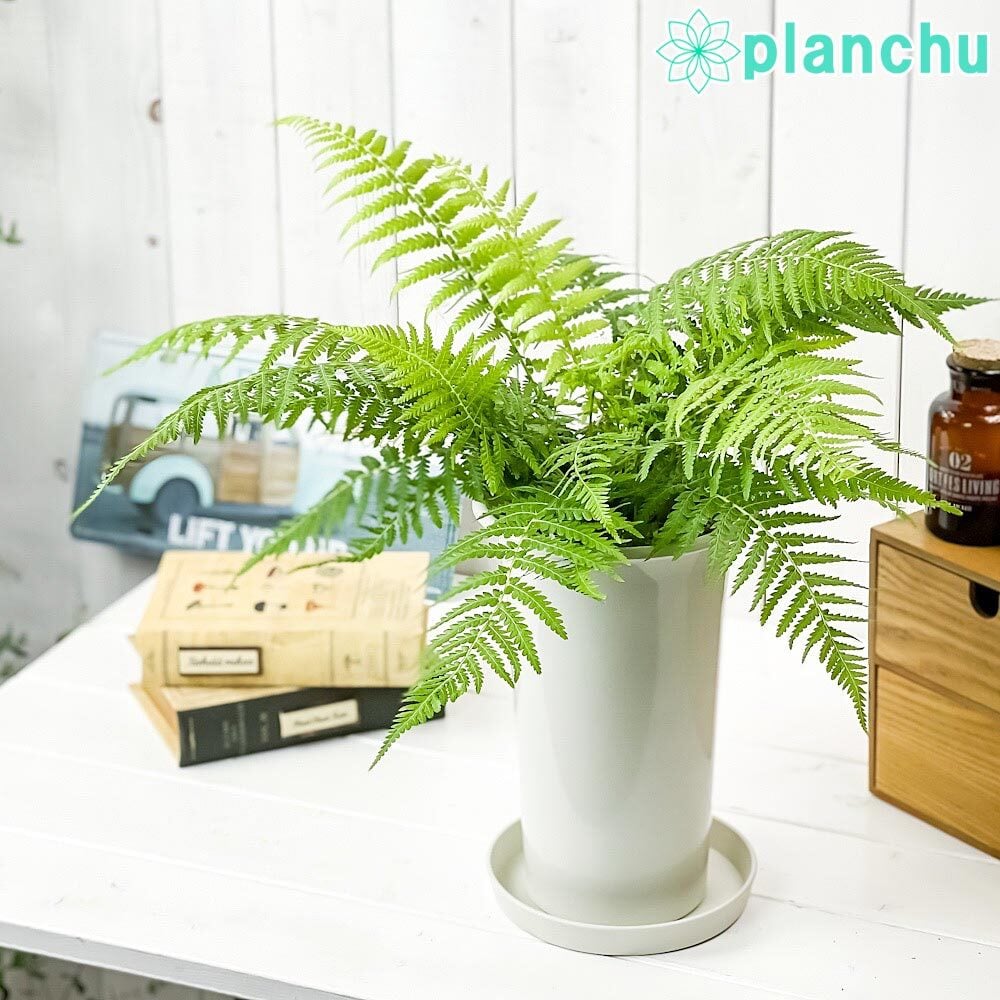 PLANCHU 観葉植物 ディクソニア アンタルクティカ 5号ロング鉢 受け皿
