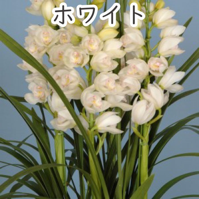 シンビジューム4~5本立ち 花 鉢シンビジウム 冬の洋蘭フラワーギフト プレゼント