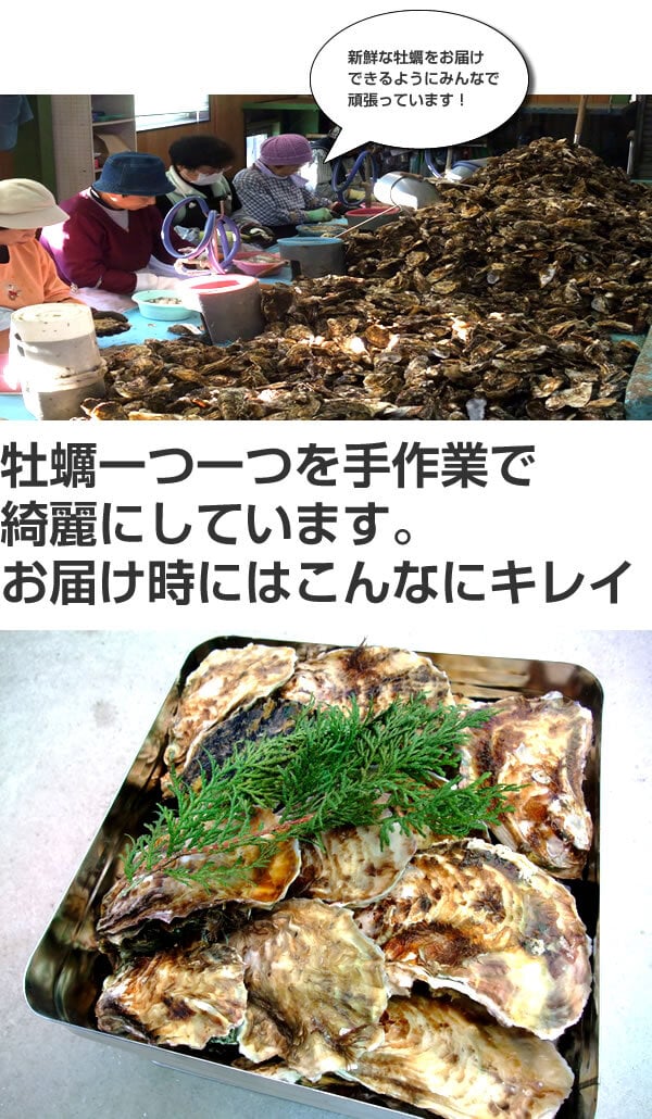 【11月1日から発送開始予定】殻付き生牡蠣 岡山県 日生産 牡蠣 | 10kgパック牡蠣むきナイフ 軍手付き 加熱用 お歳暮 牡蠣 殻付き カキ かき 牡蛎 殻付き牡蠣