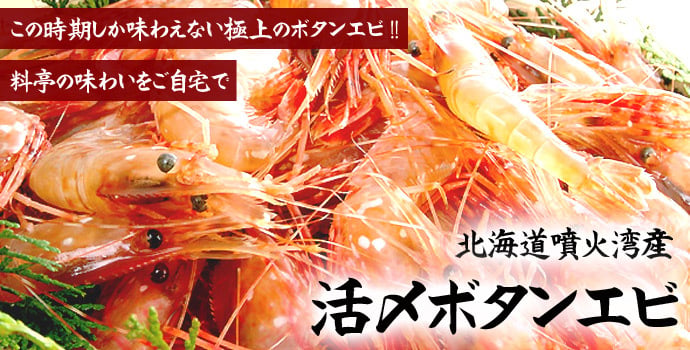 ボタンエビ 活 〆 オス 大中サイズ 1kg 秋 北海道 噴火湾産 送料無料※沖縄は送料別途加算