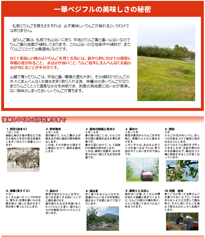 【11月中旬頃発送】一華ベジフル 青森 りんご 王林 (おうりん) 家庭用 3C箱(8～12個入) 一華ベジフル 青森 お土産 青森県産 果物 フルーツ 訳あり ランキング ギフト リンゴ 林檎 アップル 送料無料 お歳暮 2026