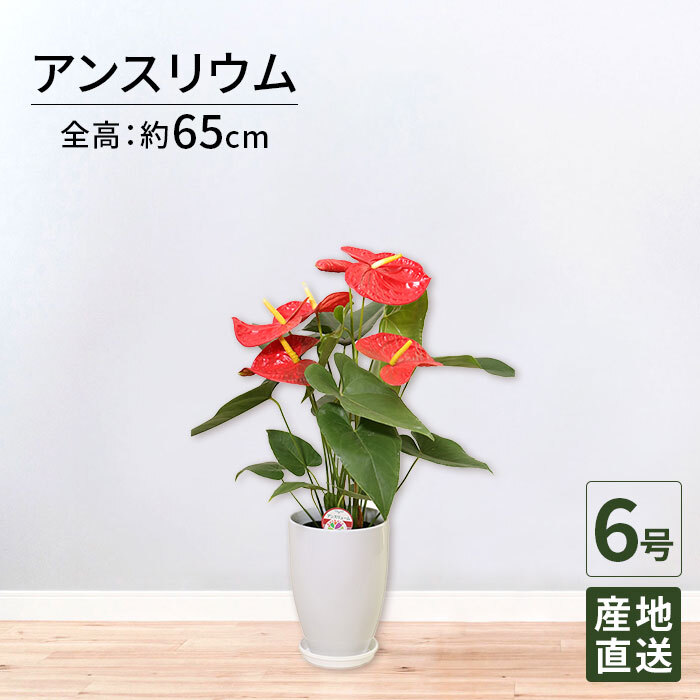 アンスリウム 6号 赤 丸陶器 高さ約65cm 観葉植物