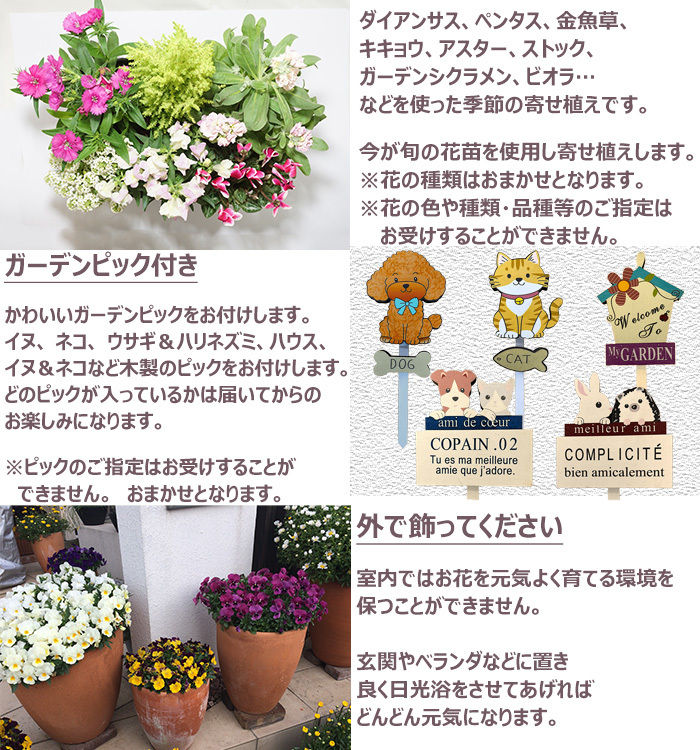 季節の寄せ植え 秋 タル型鉢 白 ギフトにも最適な季節のお花を寄せ植えに【プレゼント ガーデンピック 玄関 ベランダ 送料無料 沖縄・離島を除く】