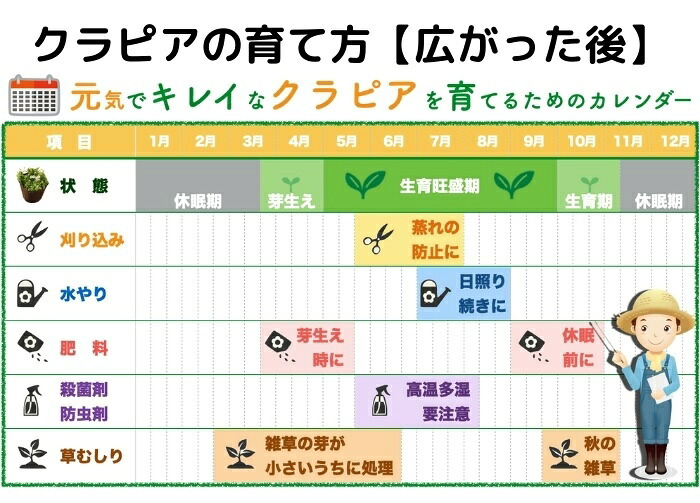 クラピア K7 苗4株 お試し1平米用 白品種 植栽マニュアル付き グランドカバー 植物 4ポット 肥料 活力剤 2種付き イワダレソウ改良種 白品種 白い花 プランツ 庭 屋上 緑化 多年草 地被植物 ほふく性 下草 背が低い 宿根草 ガーデニング 雑草対策 diy